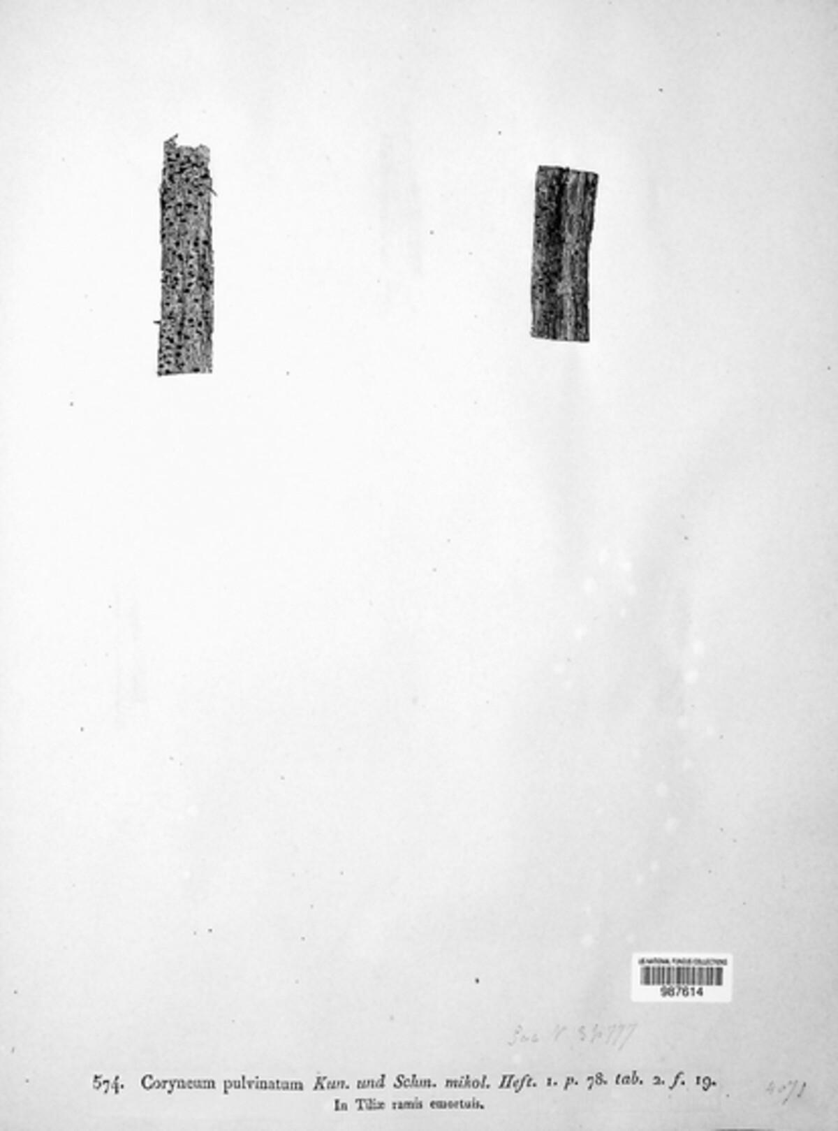 Coryneum image